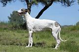 GREYHOUND 120